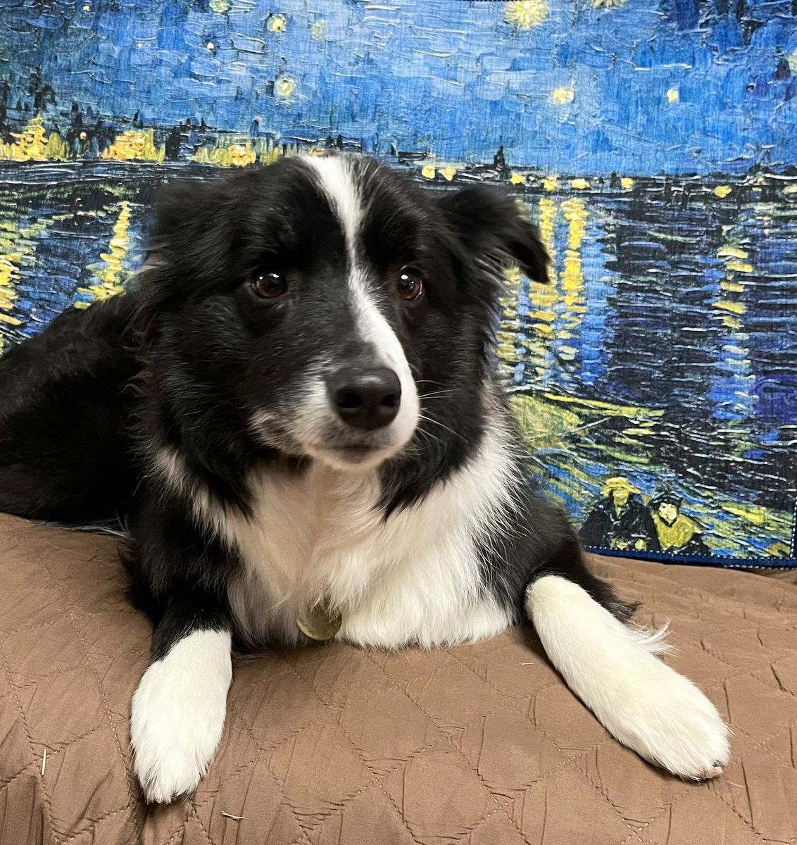 Luke_tsuru's tweet photo. ゴッホのマット🐕🎨
どこに置こうか悩む🖼️ https://t.co/KyMfY2m8dG