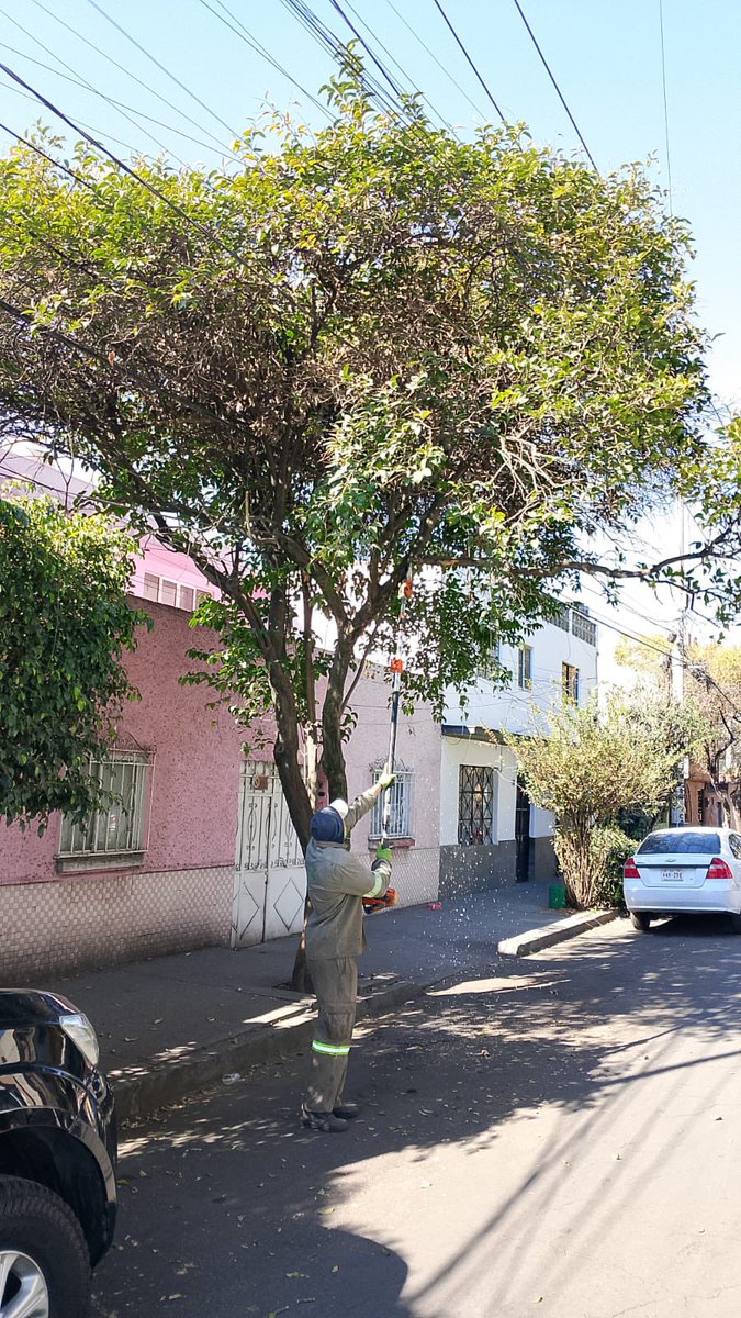 AzcapotzalcoMx's tweet photo. 🌳✂️Iniciamos trabajos de poda y mantenimiento de arbolado en la colonia #DelGas, como parte de las acciones de #BienestarEnTuComunidad para mejorar la seguridad, la visibilidad y el entorno de nuestras calles.
Seguimos atendiendo las colonias de #Azcapo con acciones directas y presencia en territorio. 💪🐜
#BienestarParaElPueblo