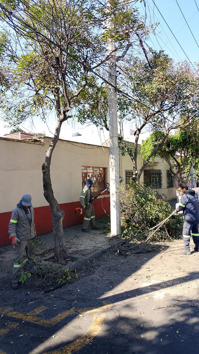 AzcapotzalcoMx's tweet photo. 🌳✂️Iniciamos trabajos de poda y mantenimiento de arbolado en la colonia #DelGas, como parte de las acciones de #BienestarEnTuComunidad para mejorar la seguridad, la visibilidad y el entorno de nuestras calles.
Seguimos atendiendo las colonias de #Azcapo con acciones directas y presencia en territorio. 💪🐜
#BienestarParaElPueblo