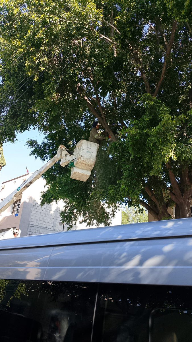 AzcapotzalcoMx's tweet photo. 🌳✂️Iniciamos trabajos de poda y mantenimiento de arbolado en la colonia #DelGas, como parte de las acciones de #BienestarEnTuComunidad para mejorar la seguridad, la visibilidad y el entorno de nuestras calles.
Seguimos atendiendo las colonias de #Azcapo con acciones directas y presencia en territorio. 💪🐜
#BienestarParaElPueblo