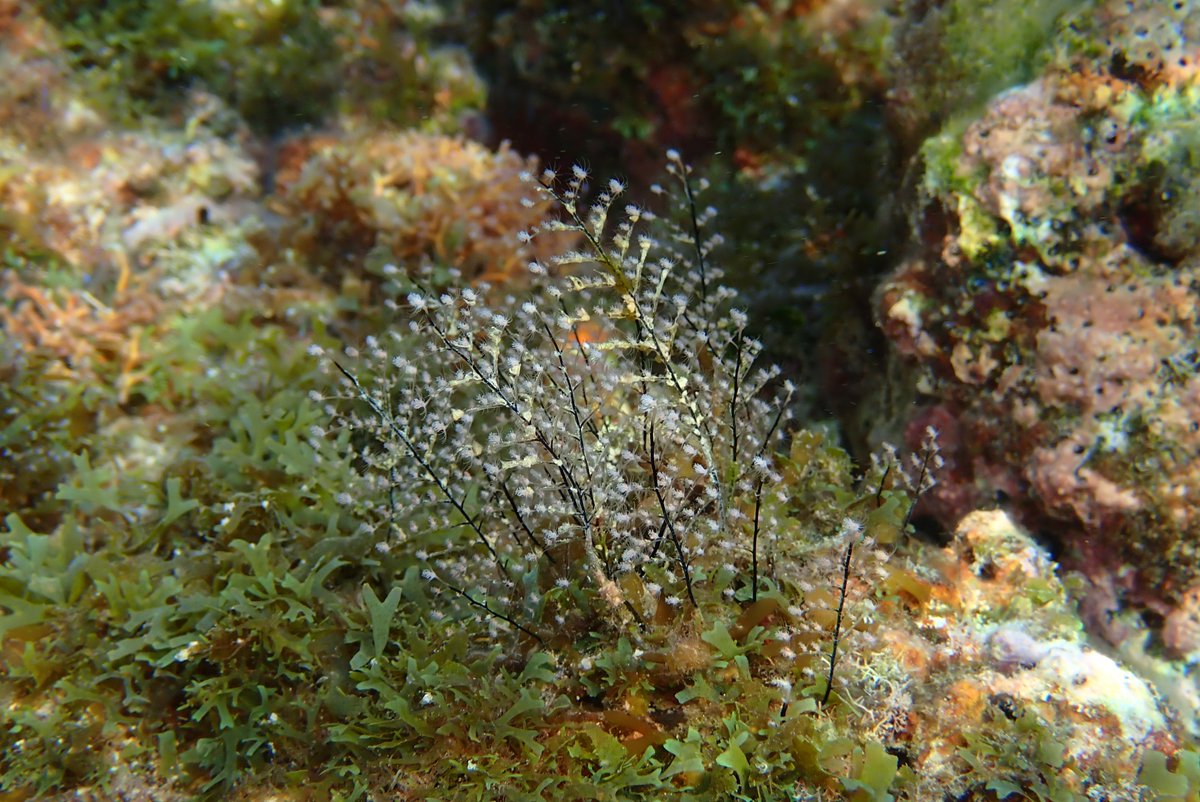 Fish & Dive 🐙'Préservons la Méditerranée' tweet media