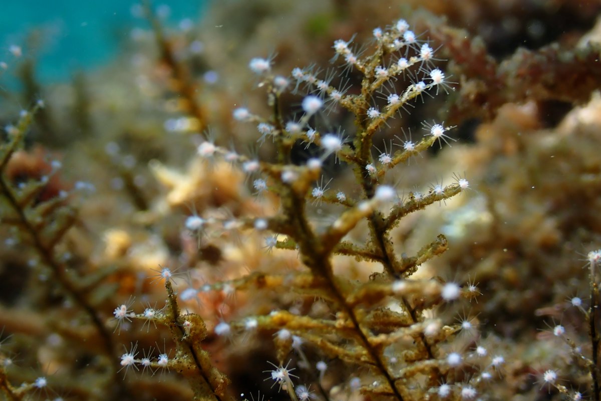 Fish & Dive 🐙'Préservons la Méditerranée' tweet media
