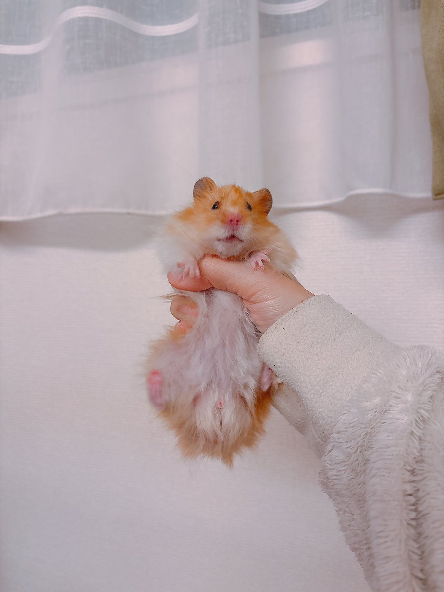 オオスズメバチの蜂の子みたい