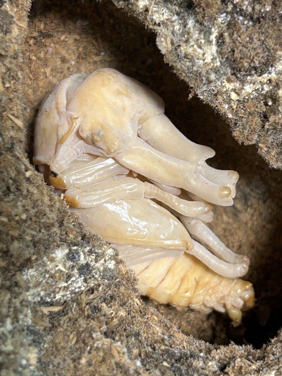 また蛹化してる。