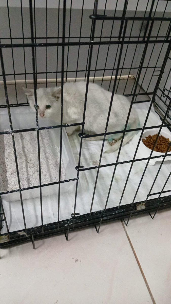 ACİL 
Bu kız en fazla 3 aylık. Diğer bacağı -görünmeyen bacak- tamamen açık yara ve hiç deri yok. Sokakta o halde bulunup kliniğe alındı ama ev bakımı gerek. Şu an sokak onun için direkt ölüm. Çok küçük. TRAKYA VE ÇEVRE İLLER KAPIYA KADAR GETİRİRİM YETER Kİ BAKACAK YUVA