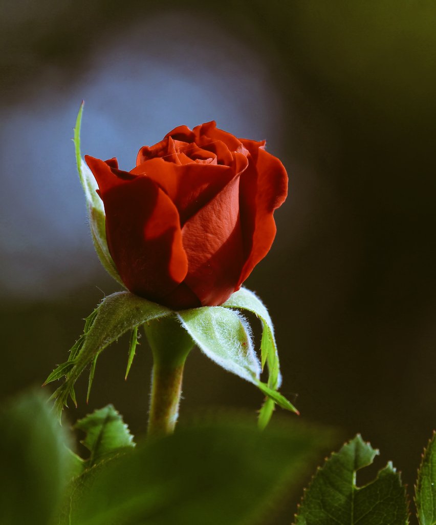 कोई आईना दिखा दो गुलाब 🥀 को भी 
कहीं उसे गुमान न हो जाए अपने सुरूर का
कुछ सोचें समझें मर्म भी समझें नसीब का
कायनात की हर चीज उसके दम से है 
खुदा जो करे लासानी होता है सदा से
अब गुलाब का गुरूर उतरे ना उतरे
पर इतना तो है ☺️ हर अक्स का क़ायम होना
खुदाई नूर से ही होता है....!