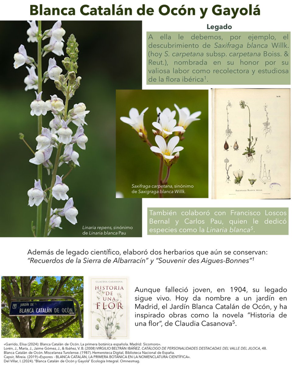 Grupo de Trabajo de Diversidad e Igualdad (SEBOT) tweet media