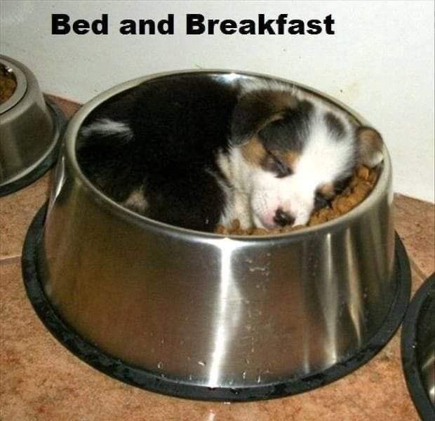 SiliGremlin tweet media