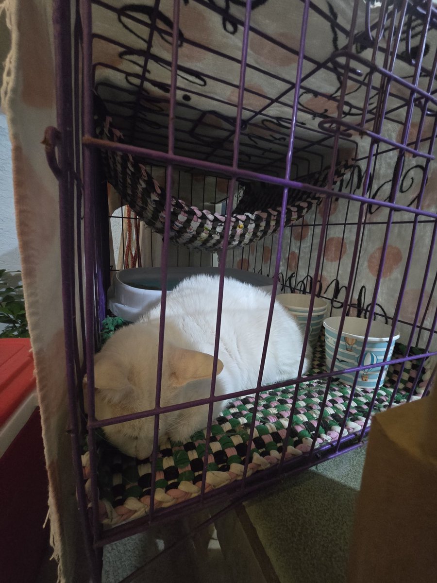 Gray And Siblings tweet media