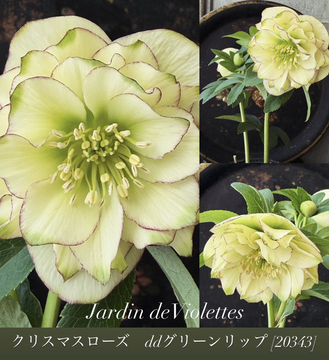 クリスマスローズ グリーンリップ💫 画像は今の花姿✨ ❄️2点以上ご