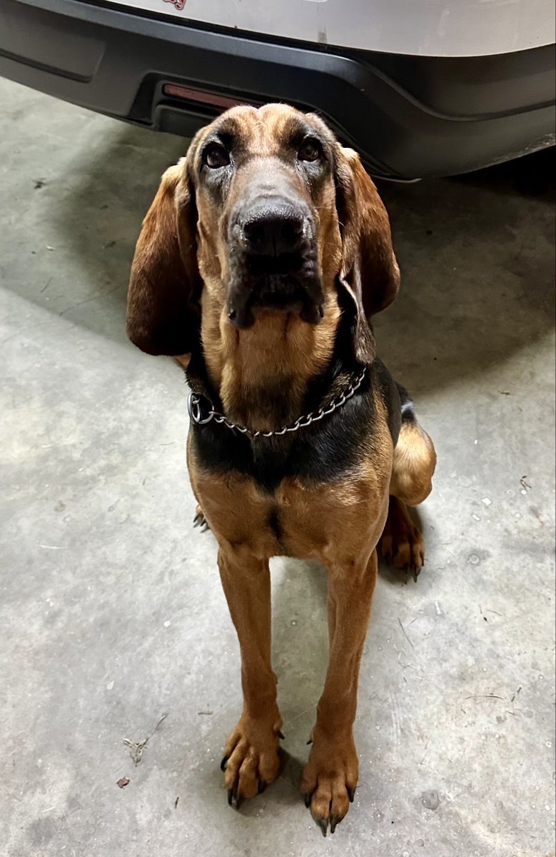 Putnam Co TN Bloodhound Team Uses SEKR Scent Collection Tech to Help Locate Missing Elderly Man with Dementia! Sgt. Jake Dronebarger responded on 2/9/26 to assist a neighboring agency in locating an elderly man with dementia who had been missing 6 hours. facebook.com/scentevidencek…