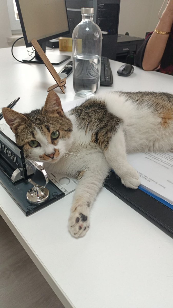 Bu yavruma bir ana okulunda bakıyorlarmış. Hiç sokak görmemiş ama şimdi ana okulu taşınıyormuş. 
Erkek 9 aylık çok insan canlısı bir kediymiş ve çocuklarla arası çok iyi
İstanbul içi yuva arıyor. 
Hiç sokak görmeyen bu can sokağa dönmesin 🥺