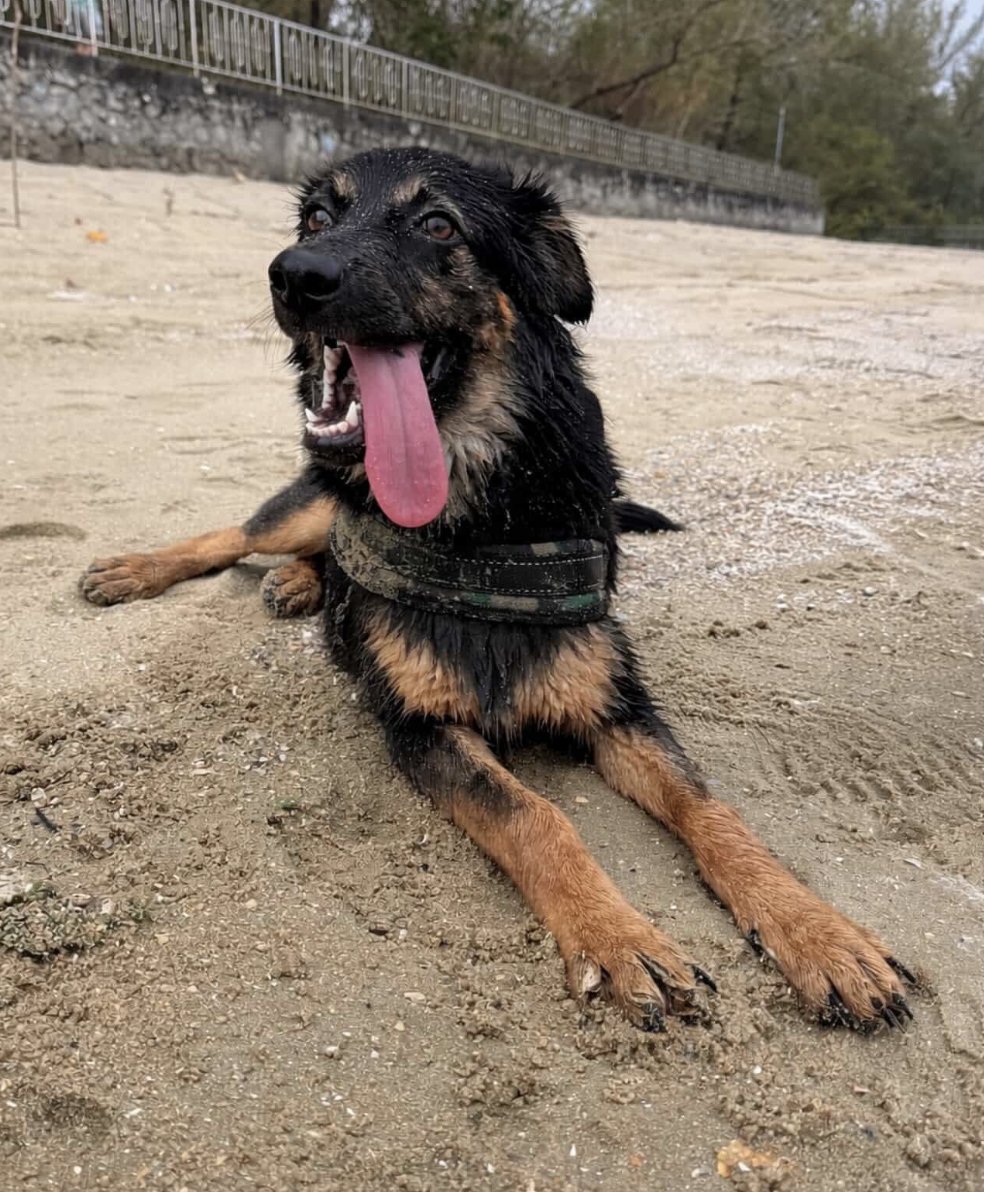 NiallHarbison's tweet image. Not sure who needs a smile today but Stormzy was at the beach with his family and...

He has his own DOGGY DRESSING GOWN!

Unbelievable scenes! Who knew they were a thing?