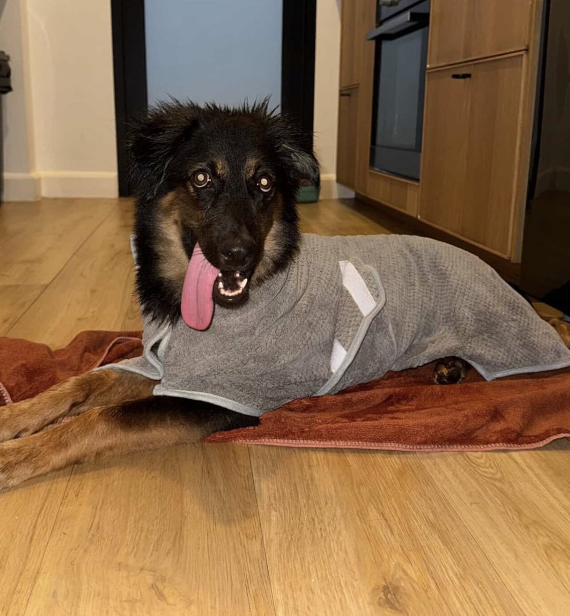 NiallHarbison's tweet image. Not sure who needs a smile today but Stormzy was at the beach with his family and...

He has his own DOGGY DRESSING GOWN!

Unbelievable scenes! Who knew they were a thing?