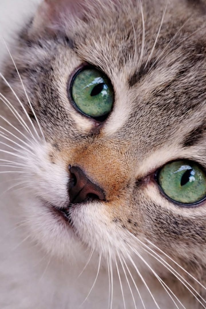 JulieParker144's tweet image. I do love cats. They are so affectionate but not so demanding.  They largely are self reliant. Mine just wants food, love, warmth, water, clean litter box and access to the garden (backyard). He loves to explore.
#outdoorcats #indoorcats #MustLoveCats pinterest.com/jparker0666/ca…