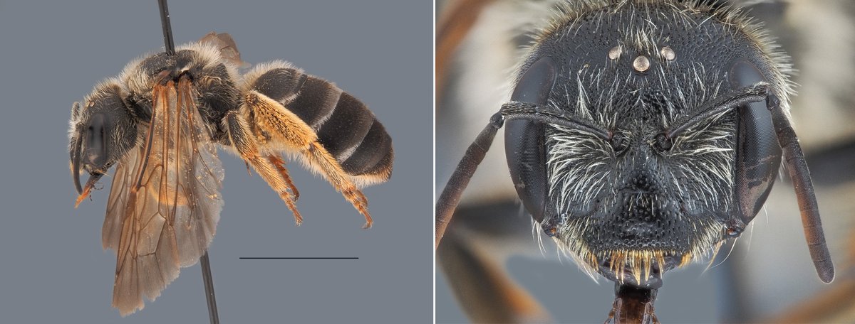 BioDataJournal's tweet photo. 🐝The newly created National #park Entre-Sambre-et-Meuse National Park (ESEMNP) in southern Belgium is buzzing! 

A 5-month survey of 32 sites collected 1,159 specimens from 102 species. See which habitat supported the highest #diversity here ⤵️
https://t.co/FDPUfSdbKe https://t.co/vppzzS3HXu
