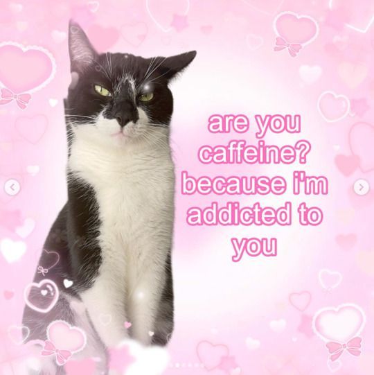 Cool Cat Society (@coolcatsociety) on Twitter photo 