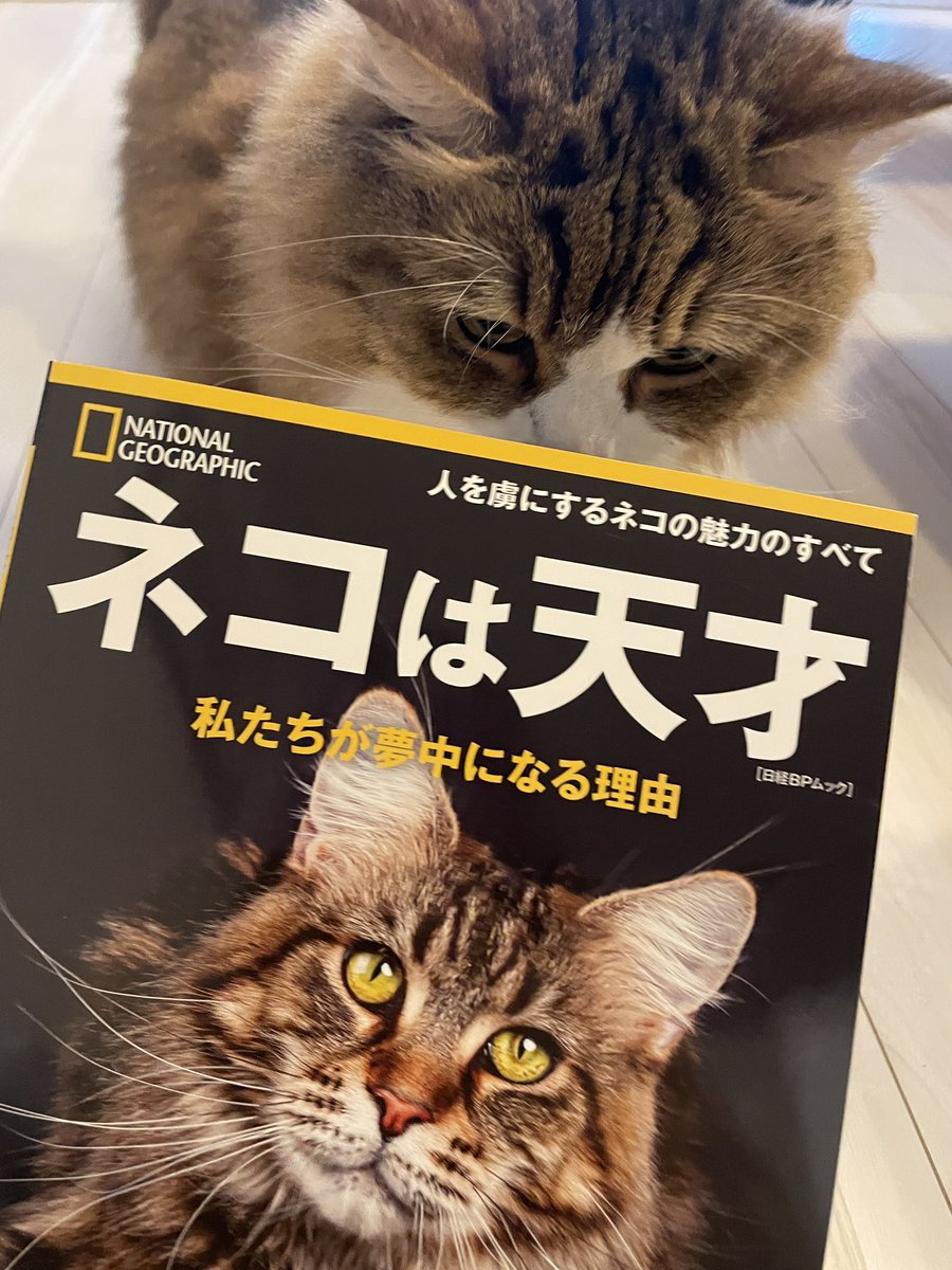 ねこ様について学びを深める夜。昔も今もこれからも、ずっと尊くて愛