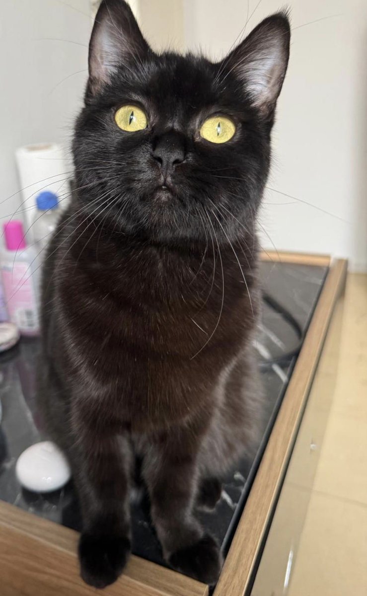 Adı:aslan 
Cinsiyeti:kız
Yaşı:8 aylık Bombay 
Yer: Ankara Emek 
Ömürlük aslan a yuva arıyoruz, çok sevgi dolu ve size bağlı oyun oynamayı çok seviyor, çok akıllı tuvalet eğitimi var tırmalama tahtası kullanımı alışkanlığı var, ismini çok seviyor 

+90 538 641 54 64