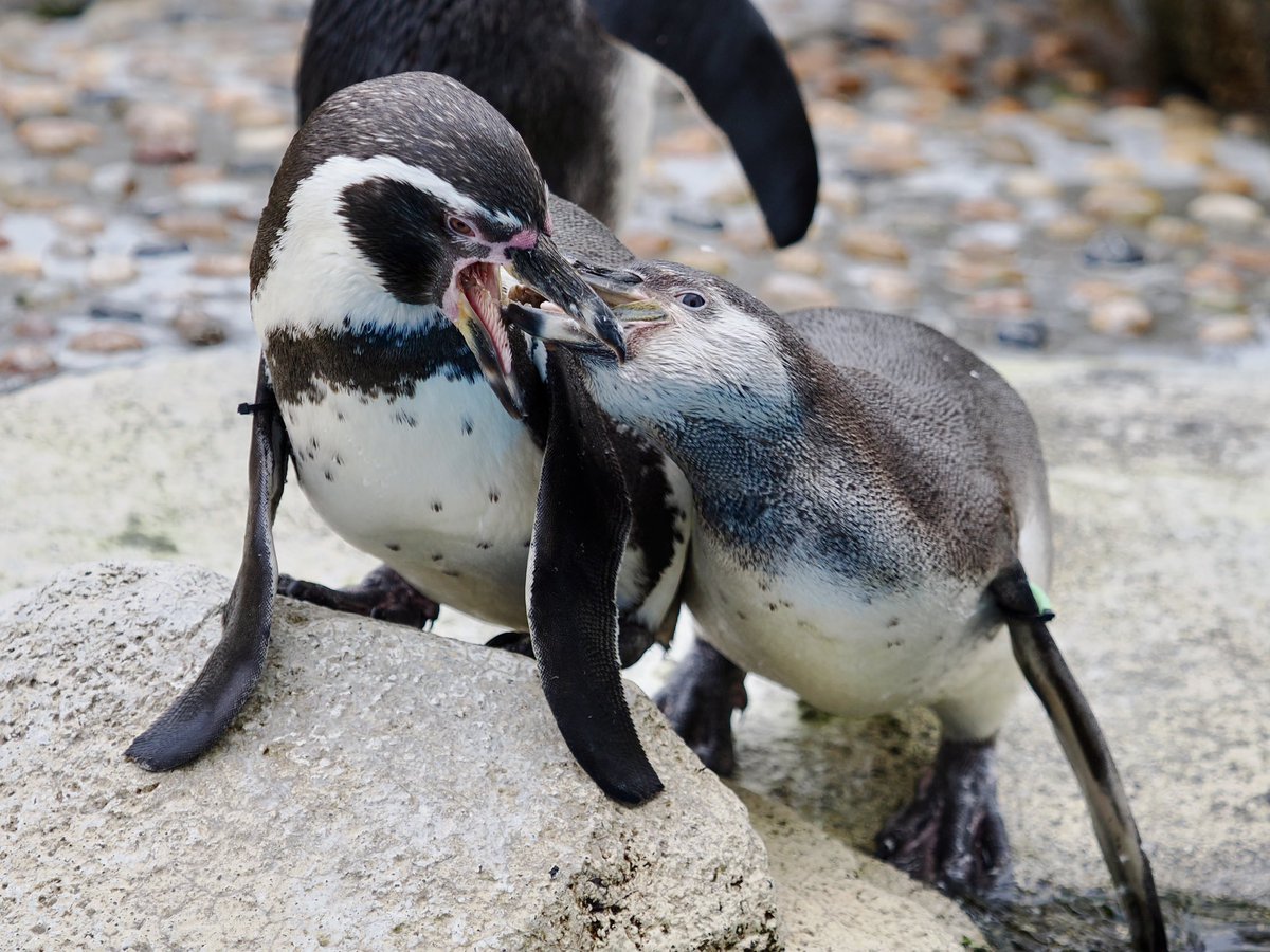 甘え上手なコペン #フンボルトペンギン #仙台うみの杜水族館