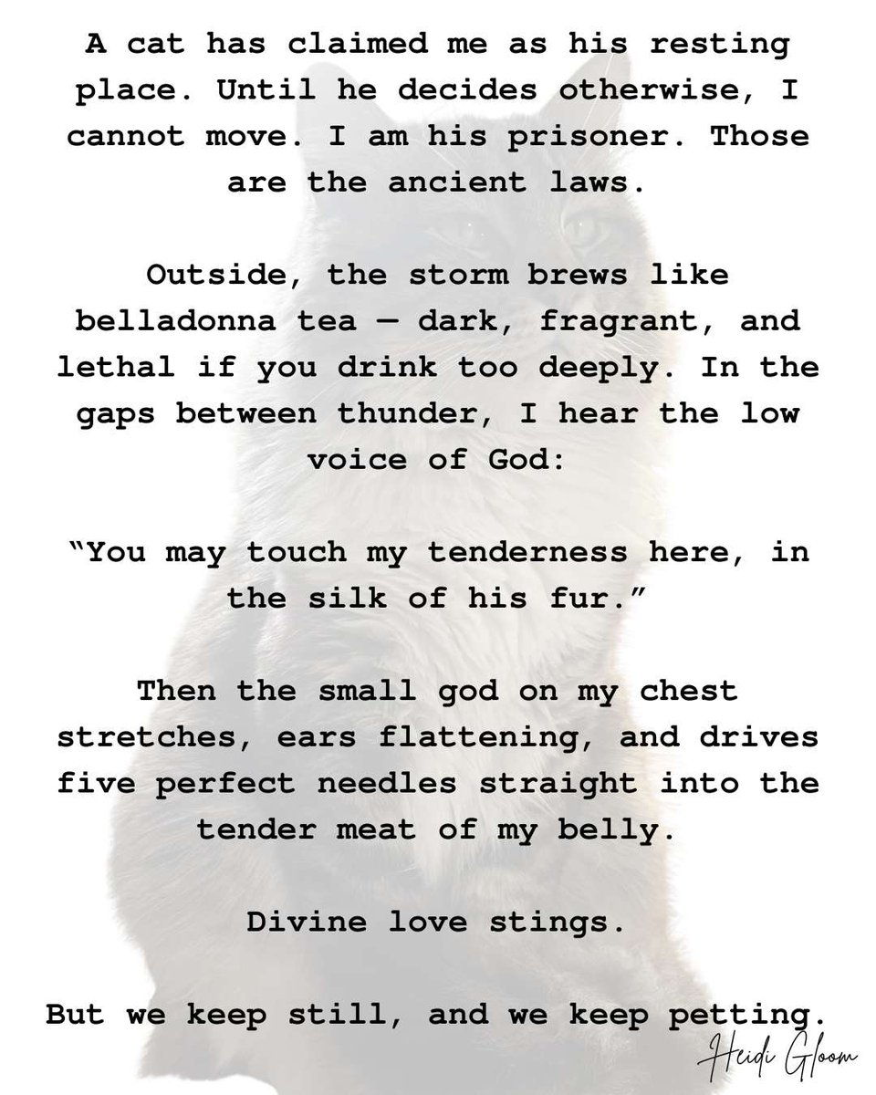 HMNolanbooks's tweet photo. A Poem For Mr. Meowgi
A cat has claimed me as his resting place. Until he decides otherwise, I cannot move. I am his prisoner. Those are the ancient laws.
#vss365 #poetry #prose #touch #wordprompt https://t.co/wLVB87msRq