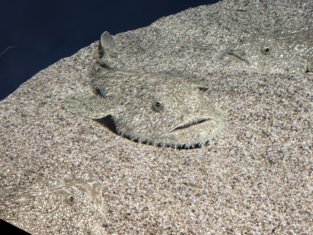 アンコウを見て、あんこう鍋食べようとしたけどやめた ほら、なんか