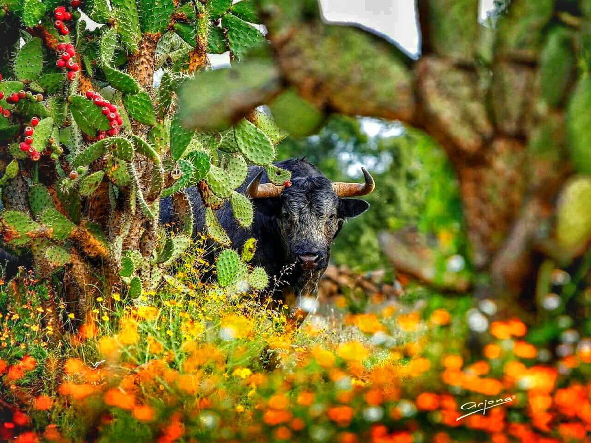 alejandra carvajal glez tweet media