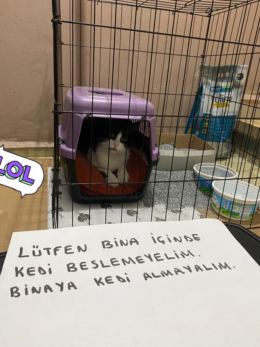 patigangs's tweet image. 1 hafta antibiyotik vericez diye KENDI KATIMA kafes kurdum bi komsunun yazdigi yazi😄😄 istanbul icinde acil yuva ariyorum yakisikli ogluma 
insanlara guvenmiyorum hazir box da oradayken alip bir yere goturme ihtimalleri de var 
lutfen en azindan rt yapalim ve ailesine ulasalim
