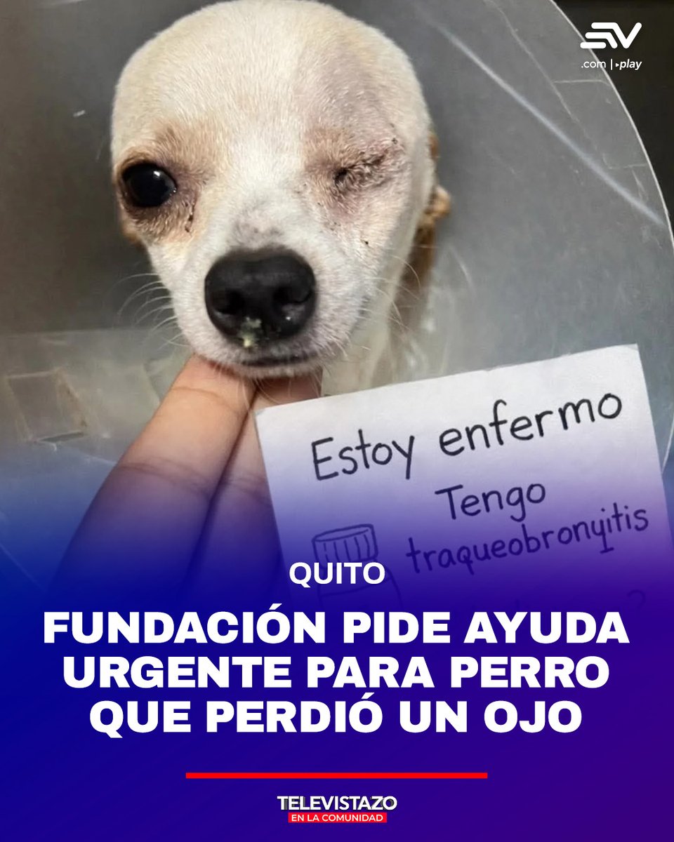 comunidadquito's tweet photo. 🔴 Un caso de maltrato animal conmociona a #Quito. Hércules, un perro chihuahua de apenas dos años, perdió su ojo izquierdo tras una agresión en Guayllabamba. 👉 https://t.co/simOKy9kAu https://t.co/I0Nhw6DpPX