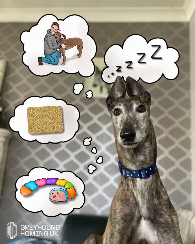 GreyhoundHoming's tweet image. From cuddles to custard creams🥰🍪
From playing with Cleo to power naps🐛💤
These are just some of a greyhound’s favourite things…

What’s your hound obsessed with?👀🐕

#GreyhoundLove #GreyhoundLife #LifeWithGreyhounds