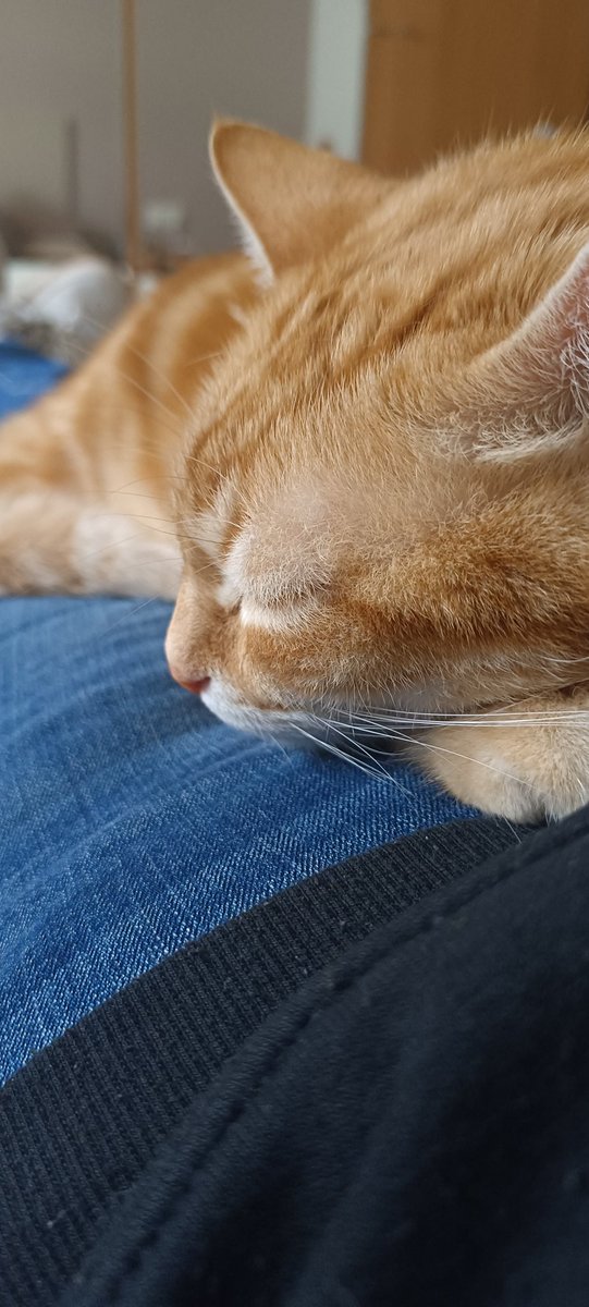 El deporte favorito de mi gato, dormir encima mío...