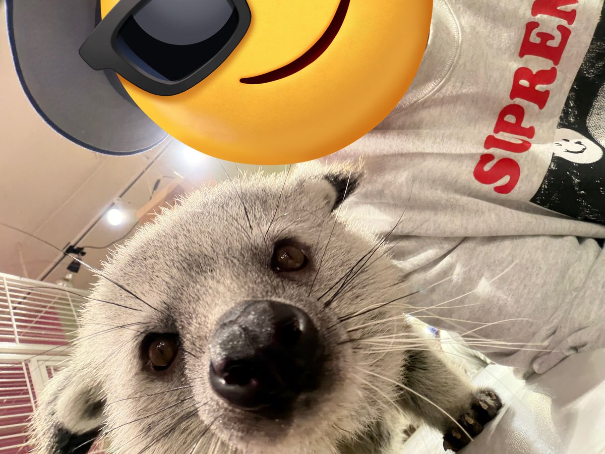 KSK_FEM's tweet photo. ジム
酒
動物
動物

私の癒し達
そこに仕事や音楽やが混じり合って
結局24時間という概念はなんだか納得いかなくなってます https://t.co/tJ8KJocFY2
