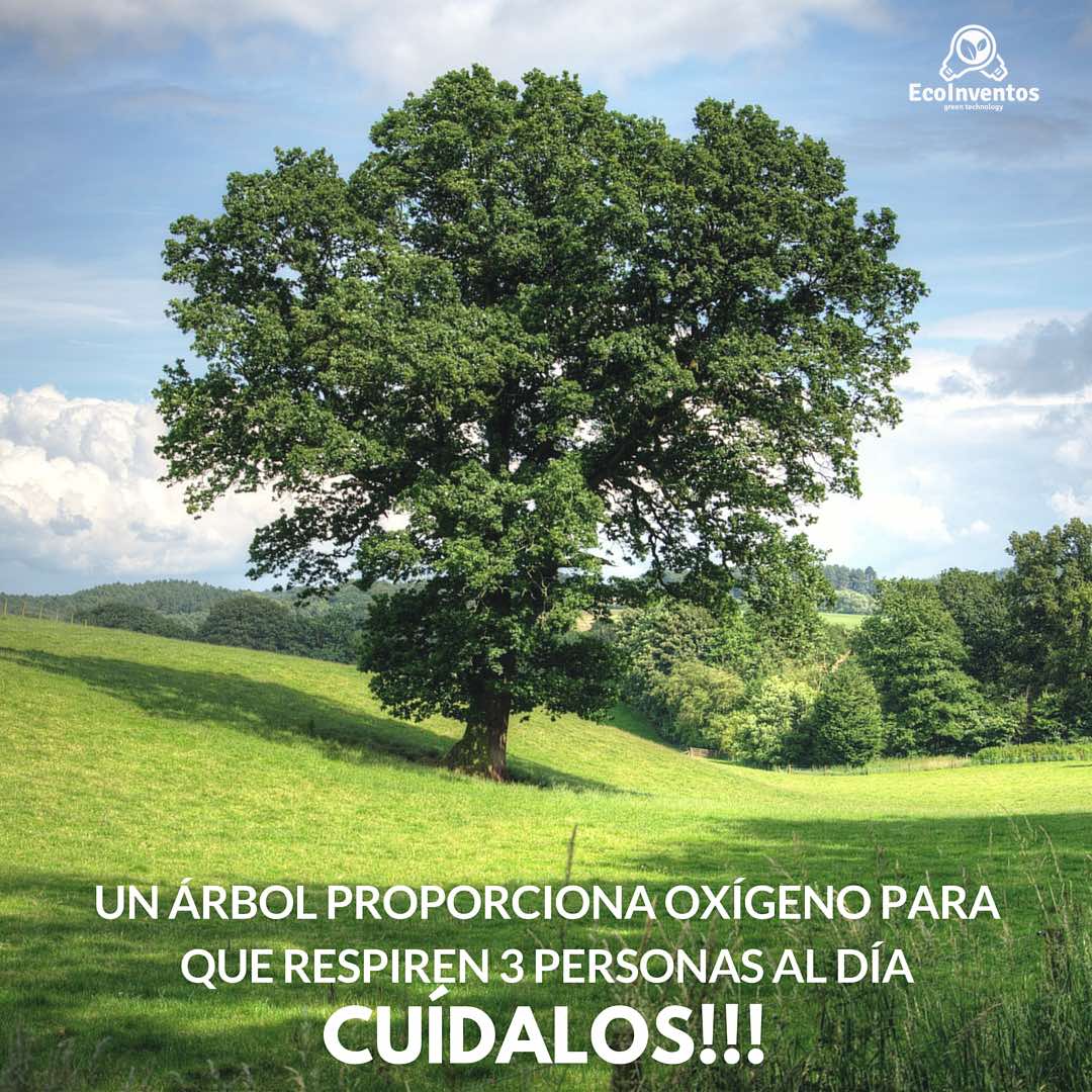 🌳 ¡Un solo árbol puede cambiar tu mundo! 💚