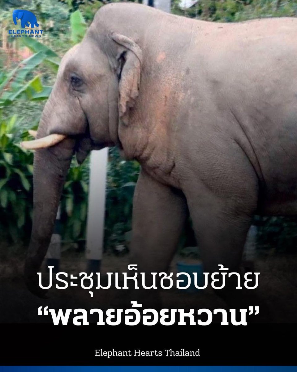 นอกจากกรณีของ #สีดอหูพับ แล้ว ตอนนี้ที่เขาใหญ่มีมติเห็นชอบย้าย “#พลายอ้อยหวาน” พ้นเขาใหญ่

จากข้อมูล “พลายอ้อยหวาน” ได้ทำร้ายนักท่องเที่ยวเสียชีวิต บริเวณหน่วยพิทักษ์อุทยานแห่งชาติเขาใหญ่

หัวหน้าอุทยานแห่งชาติเขาใหญ่ ได้เรียกประชุมด่วนร่วมกับนายอำเภอวังน้ำเขียว นายอำเภอปากช่อง