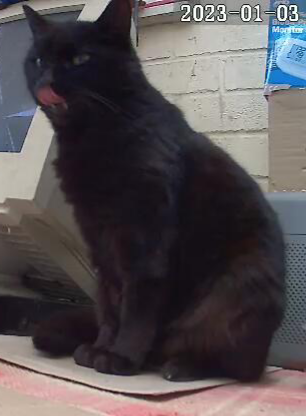 norm1037's tweet photo. On this day in 2023 Feles went OTRB 🌈. She was a shy stray cat that I only got to know well in her last few days. She is still with me.
#NotMyCat
#PDSA so wonderfully caring at the end. https://t.co/MzdAvKx3qY