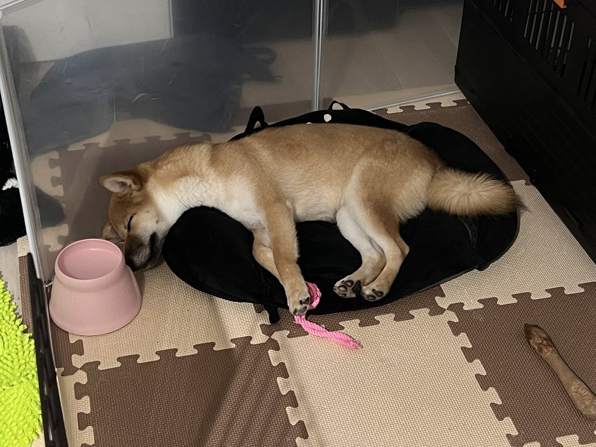 イビキを立てて眠る6ヶ月の赤柴みつ。 そして、姉柴（黒柴あん）も隣の