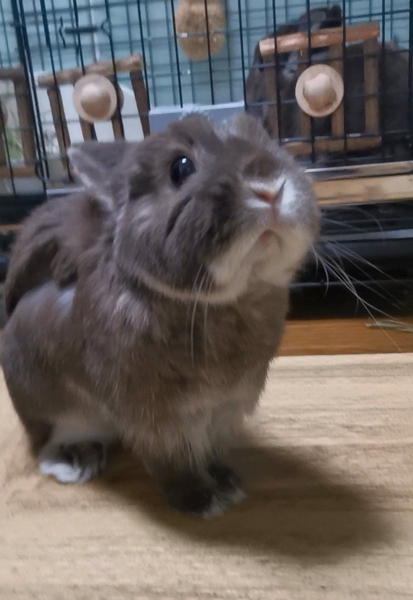 チョコとココア🐰（飼い主:もちこ） tweet media