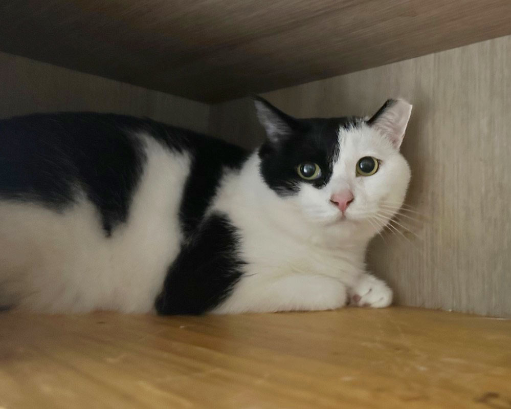 2024년 11월 이후 인천 컴투펫이라는 변종펫숍에서 달래 라는 이름의 코숏 고양이 입양하신 분을 찾습니다 
혹은 이렇게 생긴 고양이를 반려하는 분을 아신다면 연락 부탁드립니다
살아있다는 거 확인만 되면 됩니다
제발 부탁드립니다