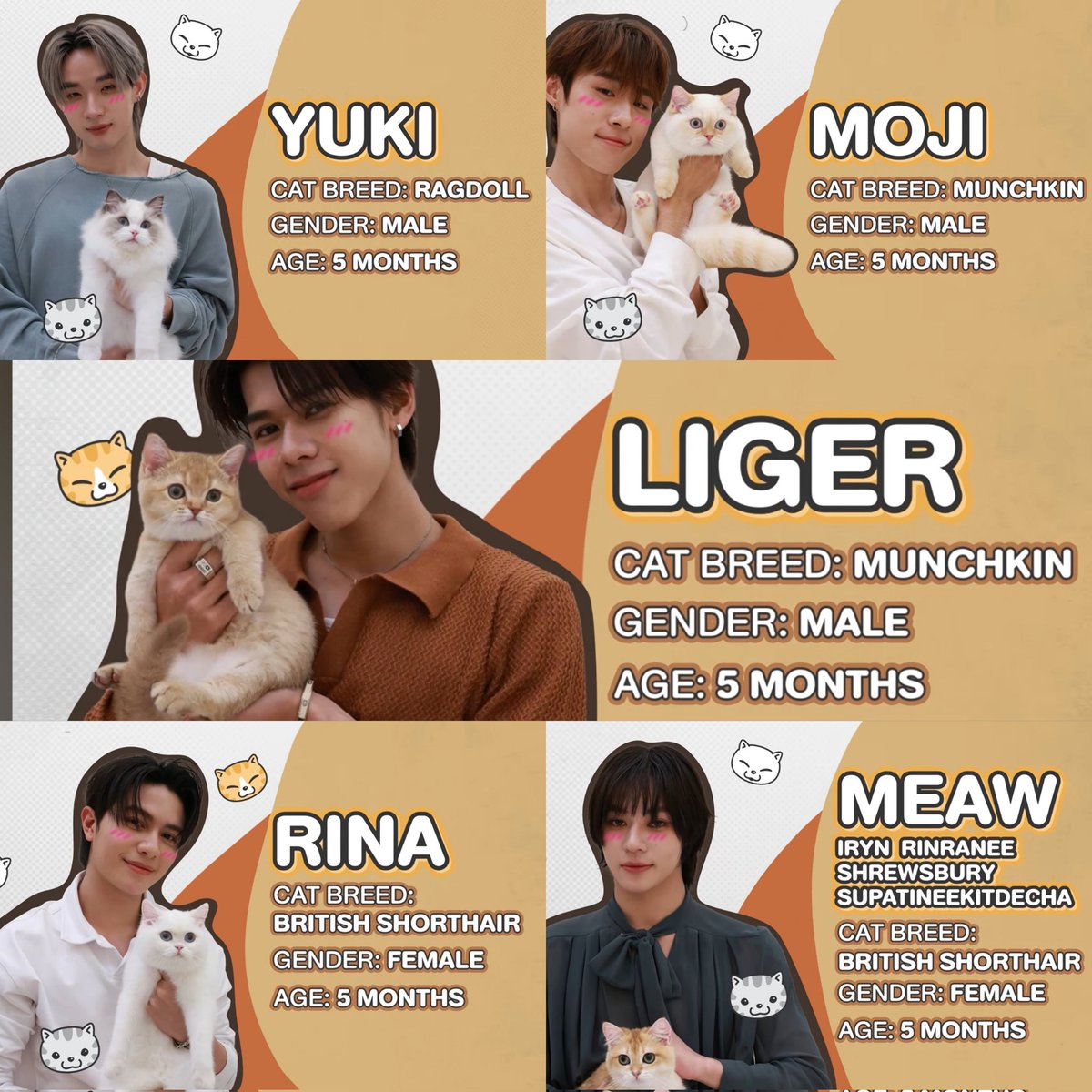 hongkittiy's tweet image. now we finally know the gender and age of them 🥹🥹

only lego and william's cats are females, i'm still so shocked... and they're all 5 months old babies 🤏🏼 cuties!

LYKN MEOW MISSION
#ARMSHAREEP197 #LYKN