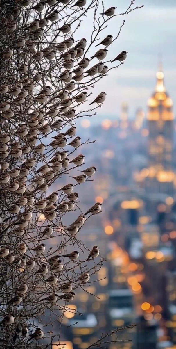 gregcatarino1's tweet image. I once asked a bird,
How is it that you fly in this gravity of darkness?
She responded, "Love lifts me."
-Hafiz