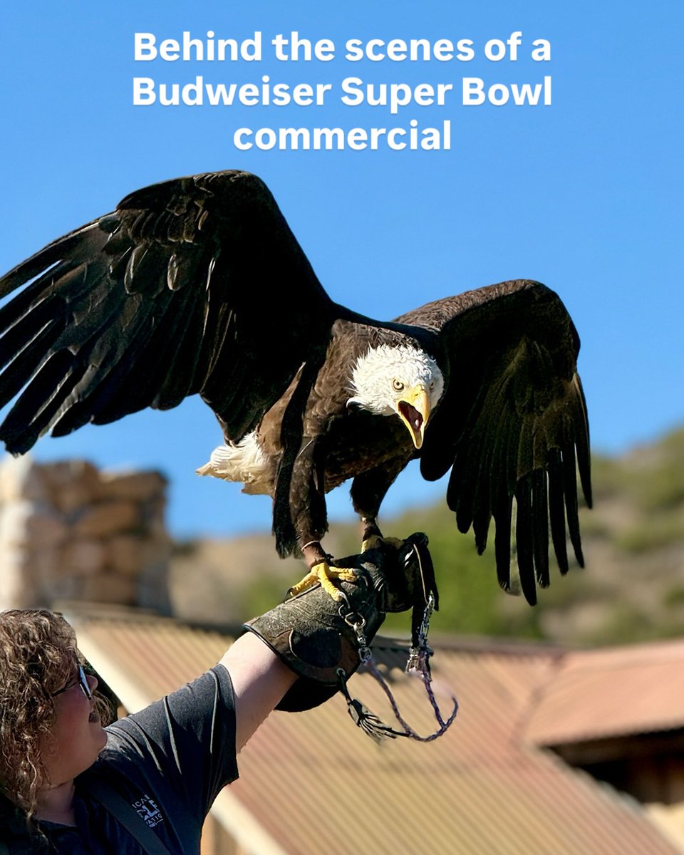 budweiserusa's tweet photo. [eagle screech noise] https://t.co/xbtYi5HTRh