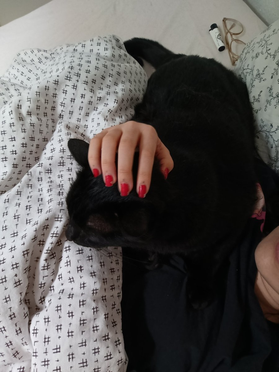 k alguien acoja a este gato x dios solo puedo kedarmelo 1 mes más miradle es perfecto