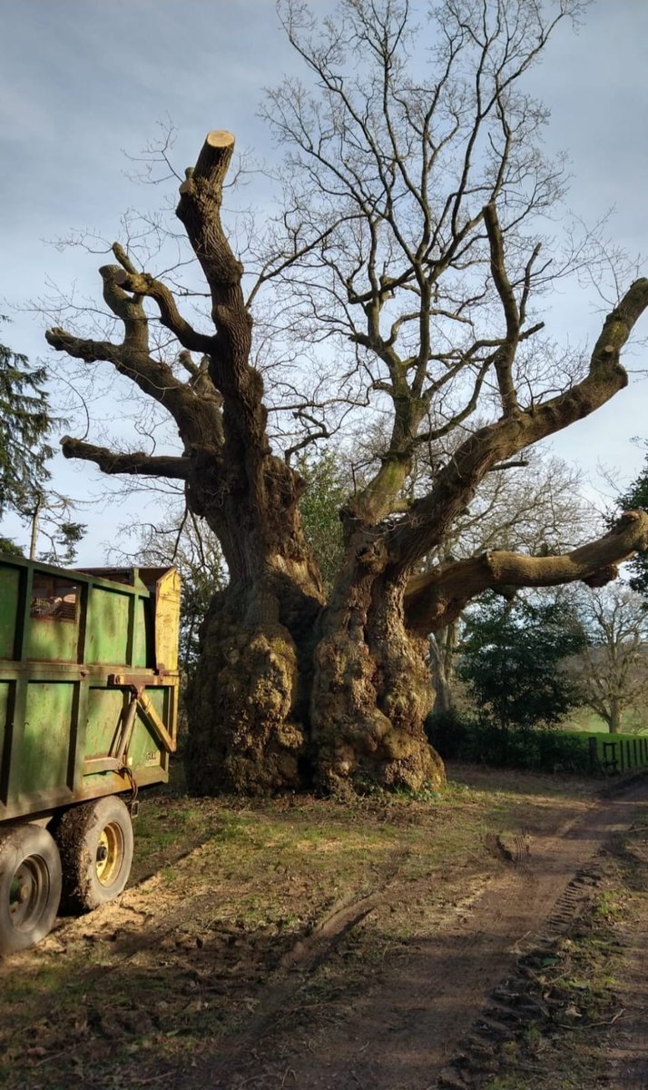 thetreehunter Rob McBride tweet media