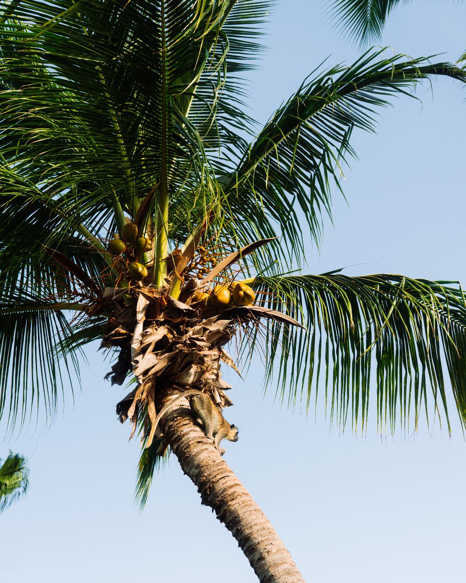 FSNevis's tweet image. Postcards from paradise... #fsnevis