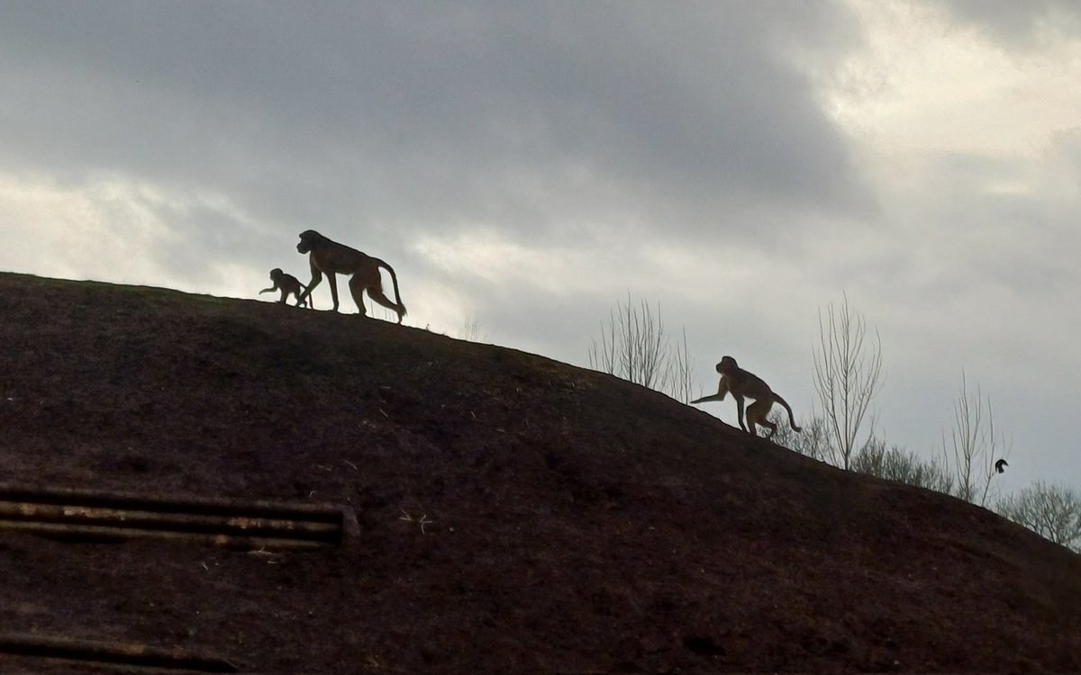 Robert Lloyd Arty tweet media