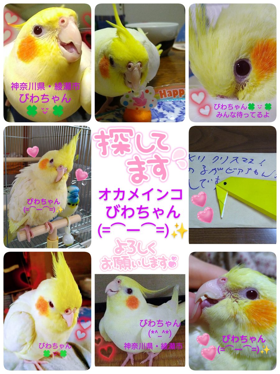 wanwan202319831's tweet photo. #神奈川県  #綾瀬市
#オカメインコ
#びわちゃん✨
どこかで保護された方はいらっしゃいませんか？
飼い主様可愛いい✨びわちゃんの帰りを待っています。
大切な家族です(*^_^*)
諦めていません!!
可愛いい✨びわちゃんが1日でも早く飼い主様と繋がりますように🍀
皆様のご協力お願いいたします🙏 https://t.co/P9In5lhM73