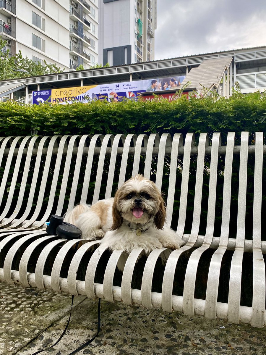 YonniH's tweet photo. tadi sore. 

#sore #shihtzu https://t.co/XxkrpYV7Ui