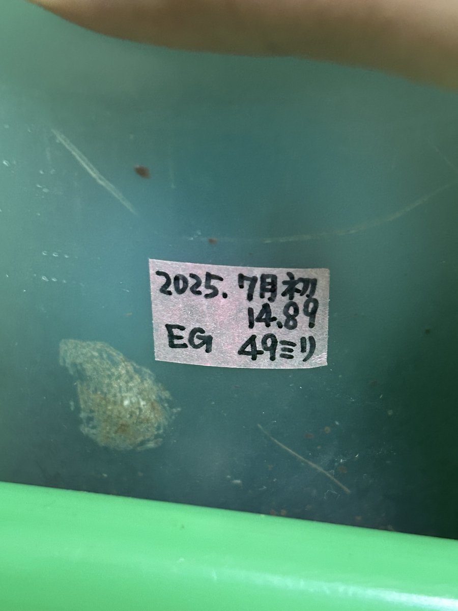 ホペイ北峰
EG
即ブリトリオ
77ミリ顎幅6.7
メスは画像の通りです。
¥20000
DM宜しくお願いします。