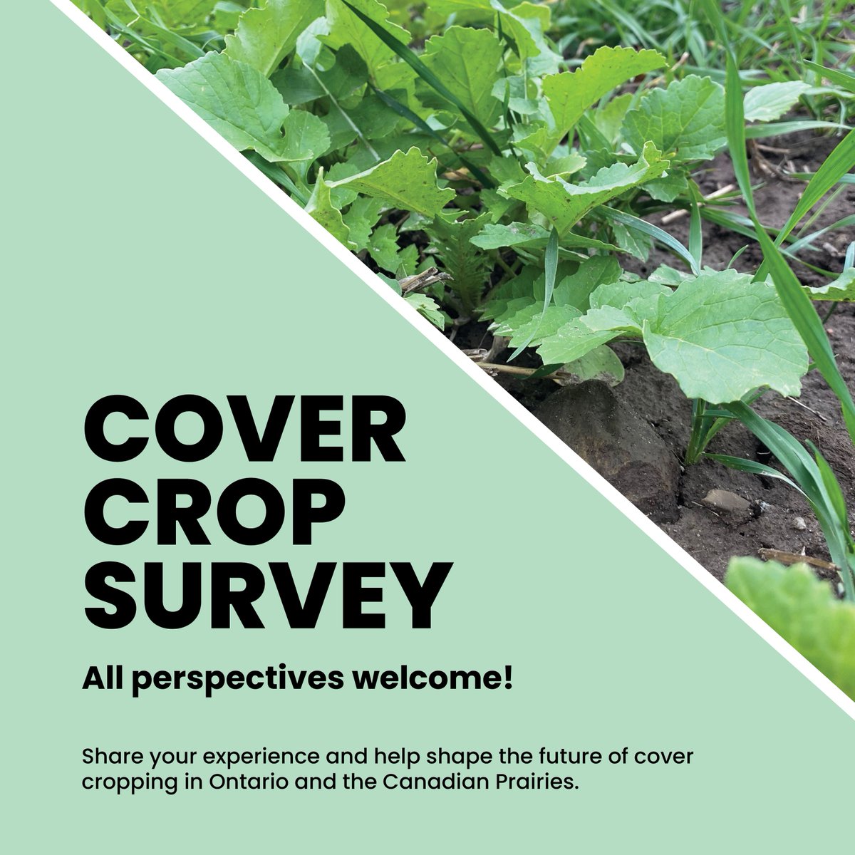 Grain Farmers of Ontario tweet media