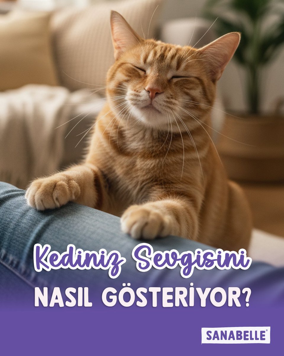 Sanabelle Cat Food tweet media